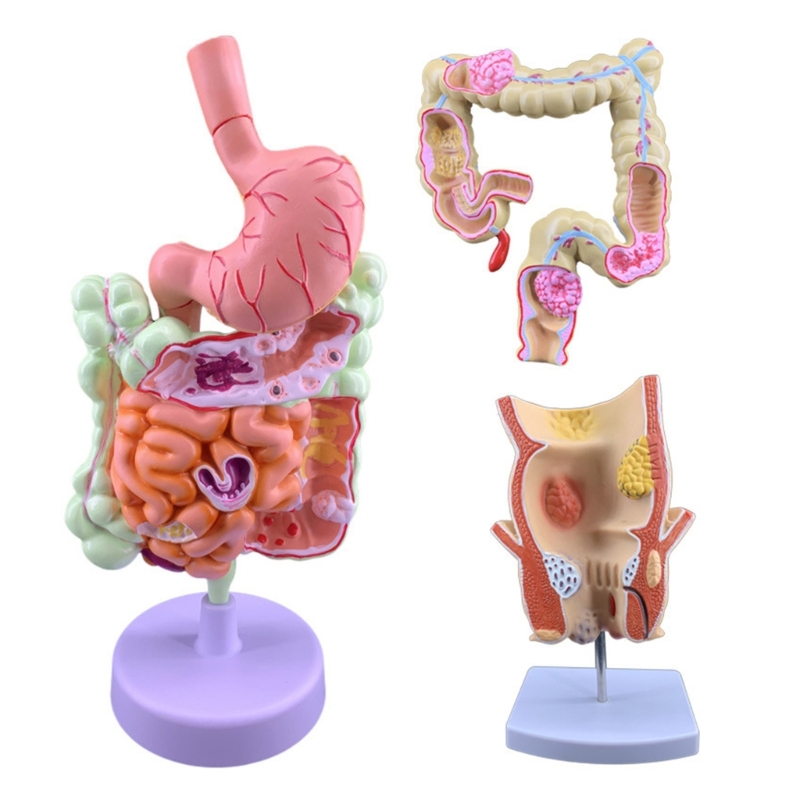Q6PA 3D Pathology Teaching Mod - Medical Lab Observer recension och pris